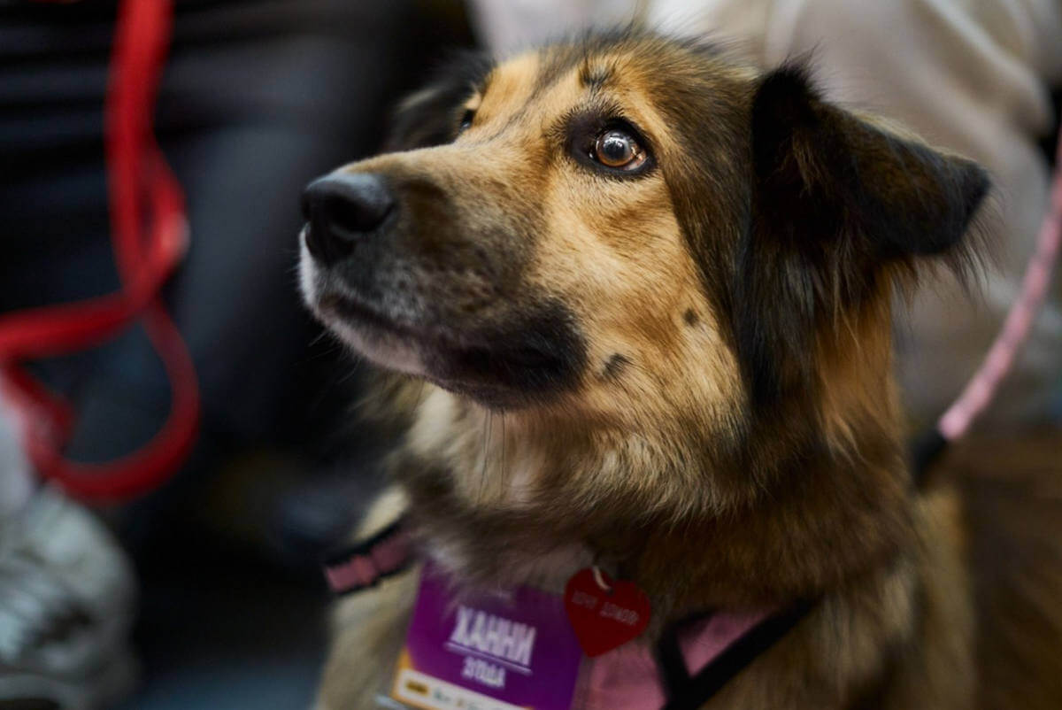 фестиваль WOOF 2026