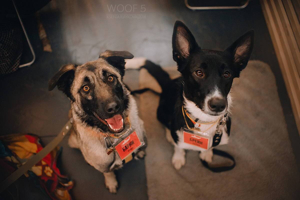 фестиваль WOOF 2026